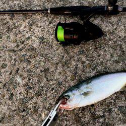 西宮突堤　早朝ツバス